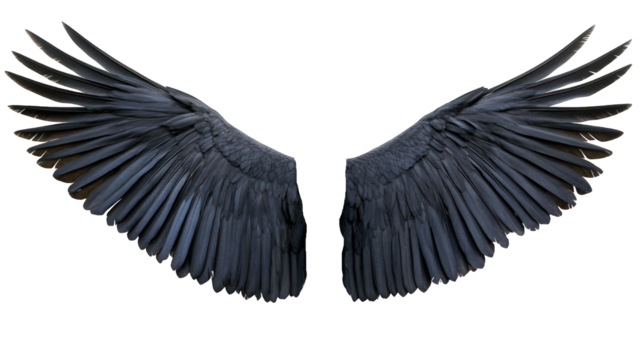 Dark Angel Wings on White Background: Glossy Black Feathers with Blue Sheen, Mystical Design Element
