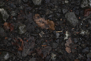 dry leaves on the ground, close-up, background, texture
