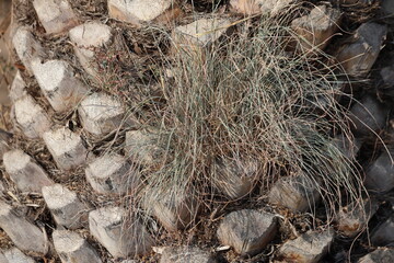  plants growing on the trunk of date palm