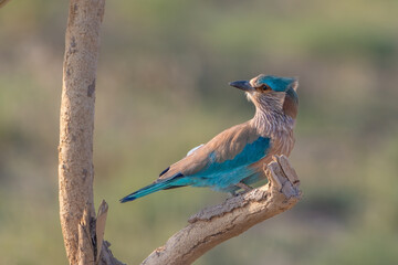 The Indian roller or Coracias benghalensis Desert National Park, Rajasthan,India