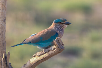 The Indian roller or Coracias benghalensis Desert National Park, Rajasthan,India