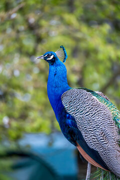 Vivid blue peacock in natural greenery