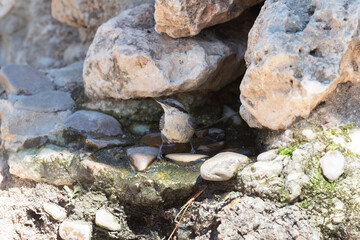 Nuthatch bird perched by a stony water feature