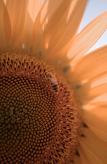 Bee on Sunflower