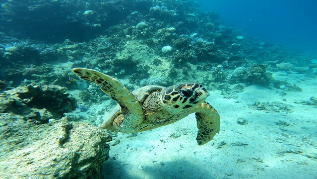 A sea turtle called careta swimming on the bottom of the red sea. A sea turtle filmed while diving in the Red Sea