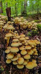 A group of beautiful forest edible mushrooms Hypholoma capnoides grow in the forest on a on an old stump.