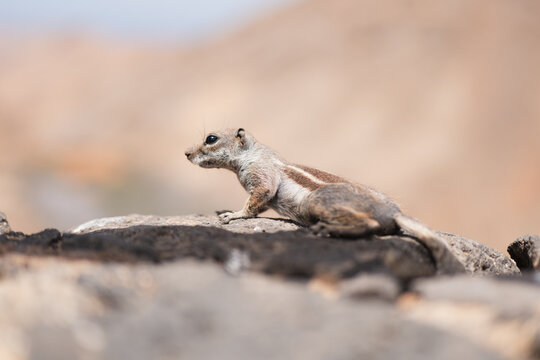 Alert squirrel on a rock in natural habitat