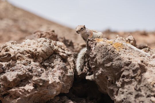 Squirrel on rocky landscape scouting surroundings.