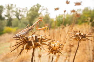 European Mantis on Thistle in Natural Habitat