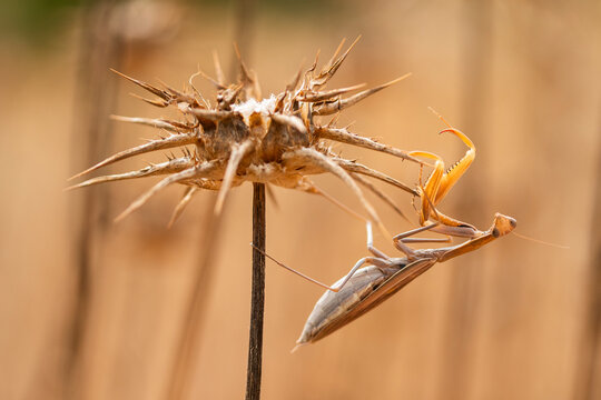 Praying Mantis in Natural Pose on Thorny Plant