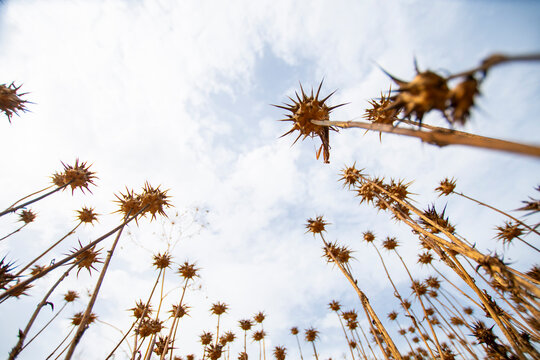 Low angle view of dry thistles against sky