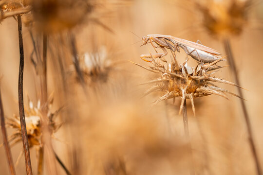European Mantis in Natural Habitat