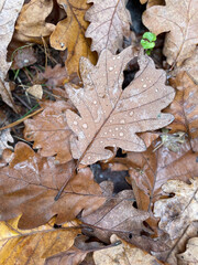 A collection of autumn leaves on the forest floor, covered with small droplets of water. The muted earthy tones of brown and orange contrast with the dewy sheen. 