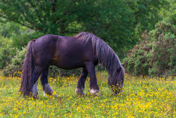 Fototapeta premium horse