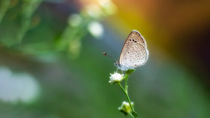 a small butterfly on a flower in green background 