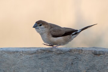 Indian silverbill or white-throated munia at Desert National Park in Rajasthan