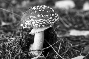 Closeup of toadstool fungus among forest heather bushes during autumn