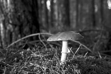 Closeup of toadstool fungus among forest heather bushes during autumn