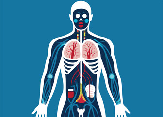 Human anatomy layered cross section view of a human.