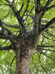 A close-up view of a towering tree, its branches covered with vibrant green leaves. The intricate patterns of the bark and branches create a striking natural design.