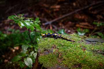 Salamandra plamista w lesie