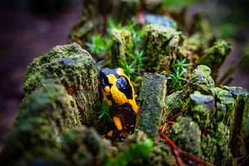 Salamandra plamista w lesie