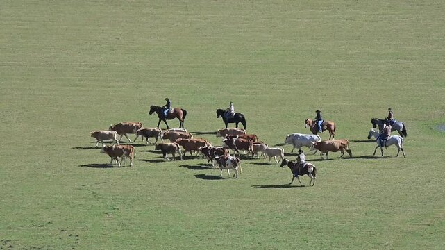Vacche e tori in cammino, accompagnati da uomini a cavallo