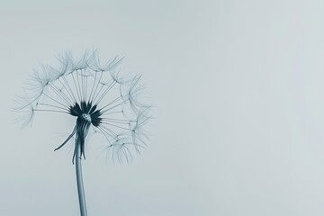 Close-up of dandelion seeds in soft grey tones, copy space