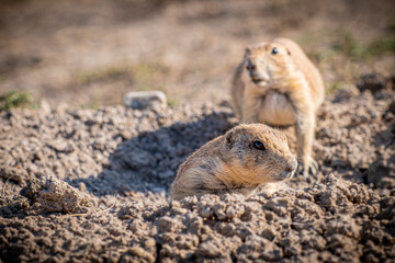 Two prairie dogs are curiously peering out from a hole in the dirt
