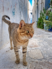 Cat in a street of the Hammamet medina, Tunisia