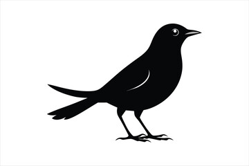  Thrush bird silhouette black vector art illustration.