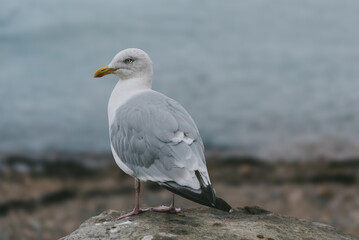 Fototapeta premium A Glaucous Gull stands on the Scottish coast, its pale feathers blending with the rugged landscape, quietly observing the waves as they crash onto the shore.
