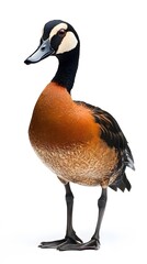 Obraz premium Irerê Bird, White-faced Whistling-Duck on White Background, Realistic Photo, Standard Background, Wallpaper, Cover and Screen of Smartphone, PC, Laptop, 9:16 and 16:9 Format