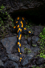 Salamander animal in autumn leaf forest in north Bohemia