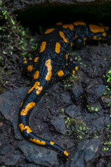 Salamander animal in autumn leaf forest in north Bohemia