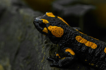 Salamander animal in autumn leaf forest in north Bohemia