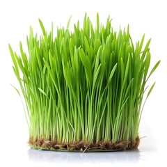 green grass plant 