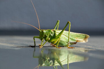 Heuschrecke - gr&uuml;nes Heupferd