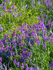 Natural wild lawn flowers of lupinus on sunny hot day