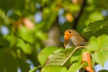 European robin is perching on a tree branch close-up