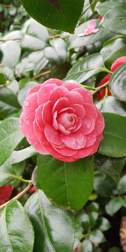 Camellia flower with dew drops on petals, Camellia flower with rain drops on petals