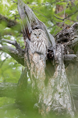 Ural owl (Strix uralensis) perched in a tree.