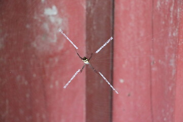 Spider is waiting patiently in the center of its web with stabilimenta on a red wooden background