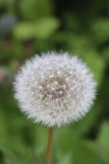 A macro shot of a dandelion seed head, displaying intricate white fluffy seeds. The blurred green background enhances the plant's delicate structure.