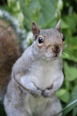 A gray squirrel is centrally focused, surrounded by vibrant green leaves. The image captures the squirrel's curious expression and detailed fur texture.