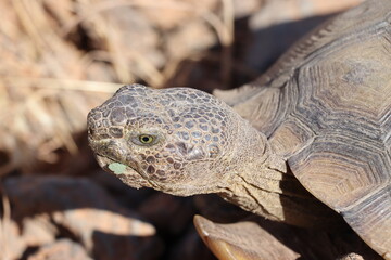Desert tortoise is chewing on a piece of vegetation in the sonoran desert