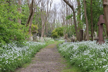 A tranquil pathway winds through a historic cemetery, lined with white wildflowers and tall trees. Gravestones and a cross shaped monument are visible.