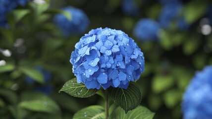Single blue hydrangea bloom with water droplets in the garden, Generative AI