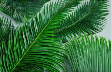 Obraz premium Banner. Exotic palm leaves on a white background. Botanical background