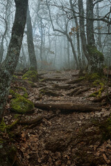 Fall Autumn forest woods with path. Fantasy autumn forest with path way through dense trees. Concept landscape for mysterious background